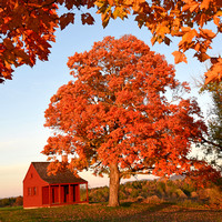 Fall at the Neilson Farm, Saratoga Battlefield
