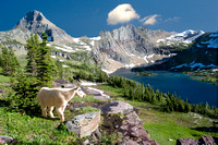 Mountain Goat At Hidden Lake, Glacier National Park, Montana