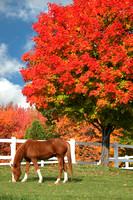 Autumn at Hicks's Farm, Westford, Massachusetts
