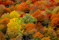 Autumn Leaves, Tunbridge, Vermont