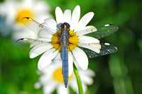Dragonfly on Daisy