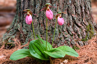 Pink Lady Slippers at Pine