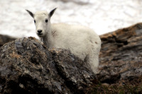 Mountain Goat Kid, Glacier National Park, Montana