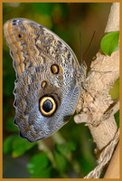 Owl Butterfly - Caligo atreus