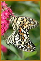 Citrus Swallowtail - Papilio demodocus