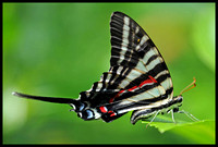 Eurytides-marcellus-Swallowtail