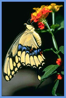 Giant Swallowtail - Papilio cresphontes