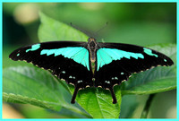 Green Banded Swallowtail - Papilio phorcas