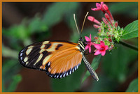 Heliconius-hecale-Butterfly