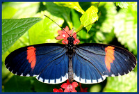 Heliconius-erato-Butterfly