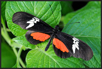 Mexican Longwing - Heliconius hortense