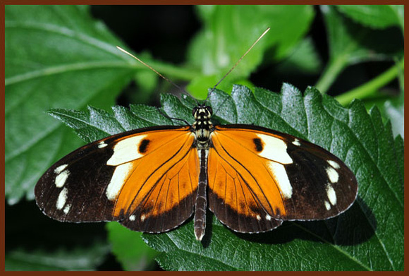 Heliconius-numata-Butterfly