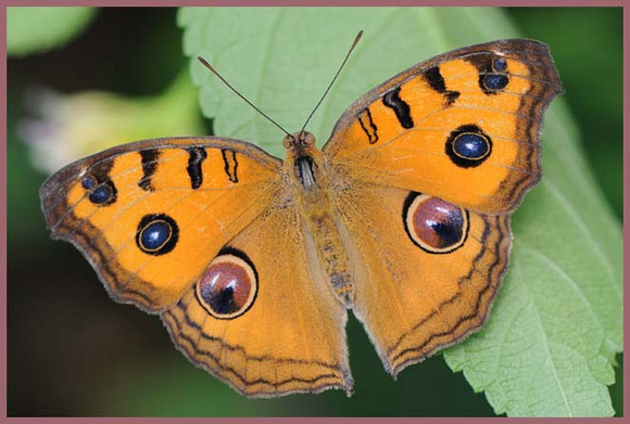 Junonia-almana-Butterfly