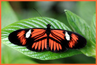 Melpomene-Butterfly