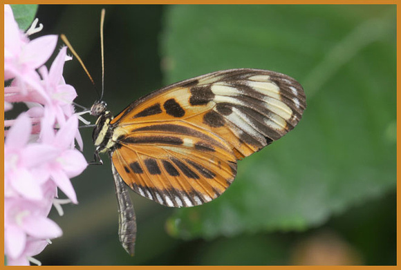 Numata-Butterfly