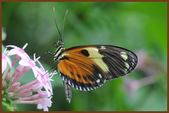 Numata-Longwing-Butterfly