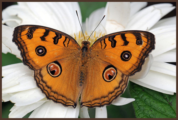 Pansy-Peacock-Butterfly