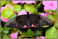 Ruby Spotted Swallowtail - Papilio anchisiades