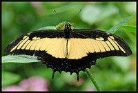 Androgeus Swallowtail - Papilio androgeus