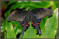 Chinese Peacock - Papilio bianor