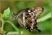 Constantine's Swallowtail - Papilio constantinus