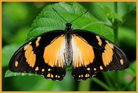 Mocker Swallowtail - Papilio dardanus