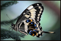 Emperor Swallowtail - Papilio ophidicephalus