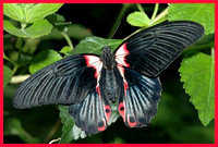 Papilio-rumanzovia