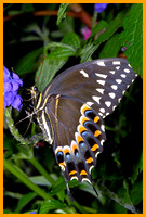 Papilio-troilus2