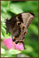 Ulysses Swallowtail - Papilio ulysses