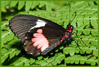 Parides-iphidamas-Butterfly