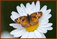 Pearl-Crescent-Butterfly