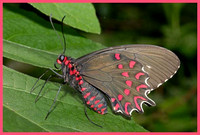 Red Spotted Cattleheart - Parides photinus