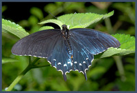 Pipevine-Swallowtail