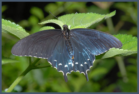 Pipevine-Swallowtail