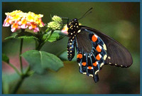 Pipevine-Swallowtail-2