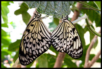 Rice-Paper-Butterflies-Mating