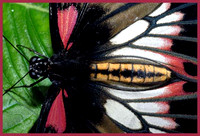Scarlet-Swallowtail-Closeup