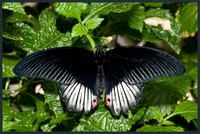 Scarlet-Swallowtail-Male