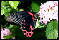 Scarlet-Swallowtail-Underside