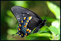 Spicebush-Swallowtail-Butterfly