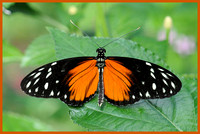Tiger-Longwing-Butterfly