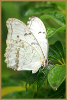 White-Morpho-Butterfly
