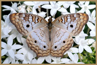 White-Peacock-Butterfly