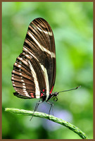 Zebra-Longwing-Butterfly