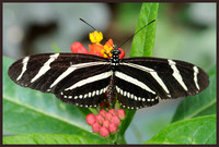 Zebra-Longwing-Butterfly-2