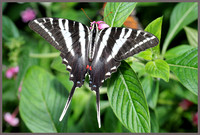 Zebra-Swallowtail-2