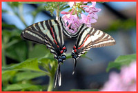 Zebra-Swallowtail-Mating