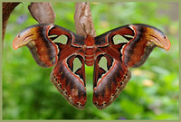 Atlas Moth - Atticus atlas