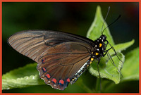 Belus Swallowtail - Battus belus